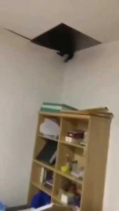 DAMN THIS CAT!!