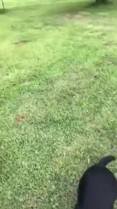 Stray pup turns out to be a fox