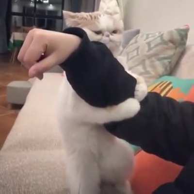 Cat.