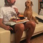 He is not interested in food until he is served