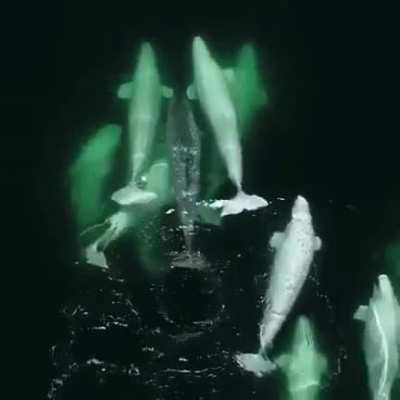 ? This pod of beluga whales took in a lonely narwhal into its group