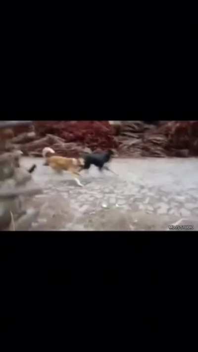 He did them Doggy style.