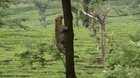 ? leopard leaps from one tree to another ?
