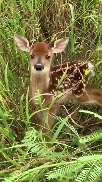 Angry bambi ??