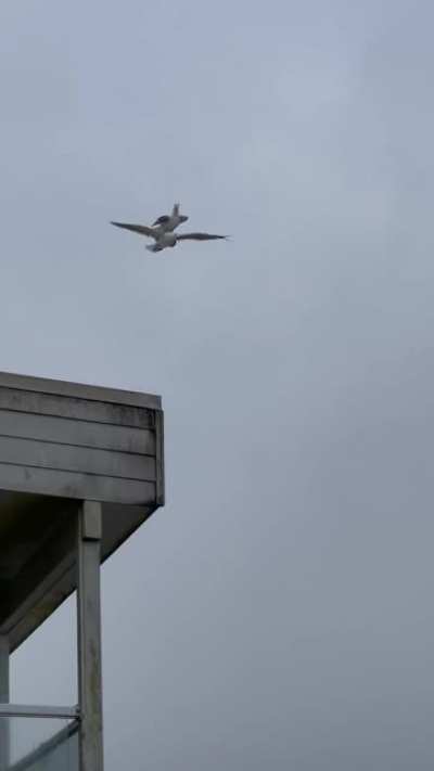 ? Seagull rides seagull ?