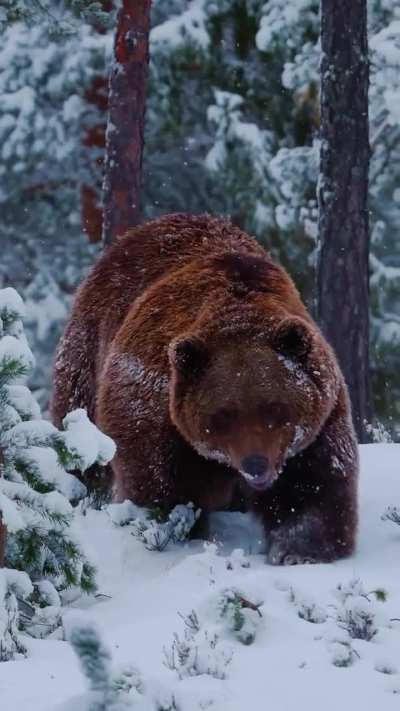 ?The brown Bear (Ursus arctos)