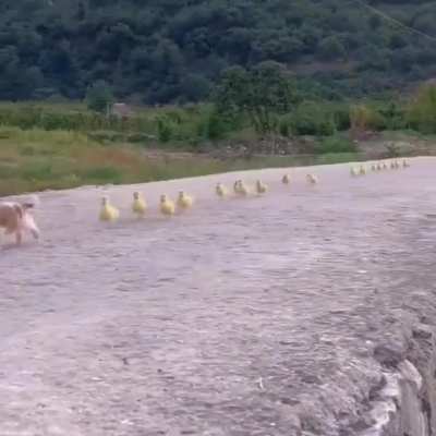 Follow the leader ?
