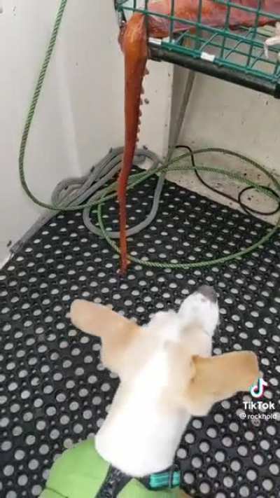 Giant Pacific Red Octopus ?
