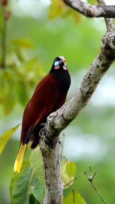 ?The Montezuma Oropendola (Psarocolius montezuma) is a New World tropical icterid bird
