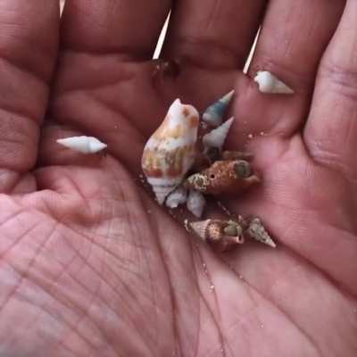? hermit crabs