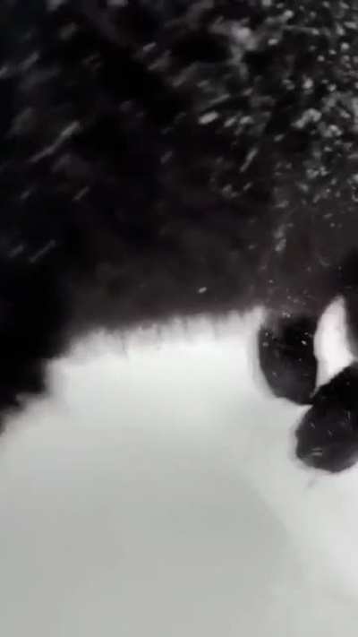 ? Black leopard in snow ?