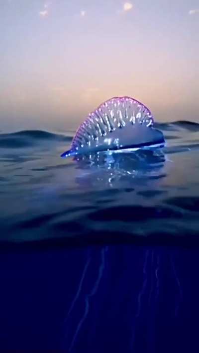 ? Portuguese Man 'O War