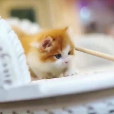 Cute thing ?