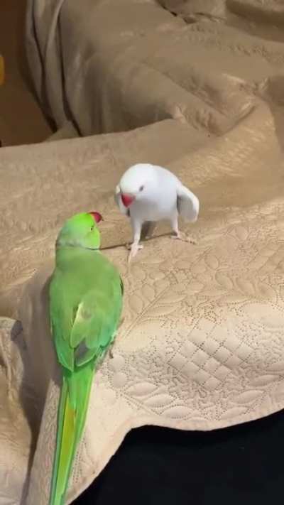 That Stare ?