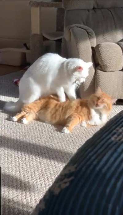 "Zeppelin making biscuits on Frankie's back, which triggers Frankie's licking mechanism ?? they're a mess! ?" - Chrissie Wise