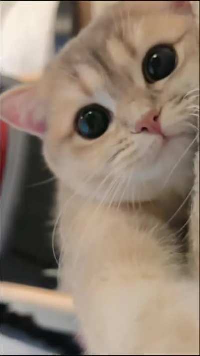 Am I cutie？?
