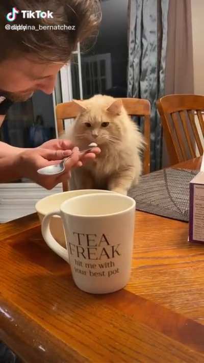 Best cat brain freeze on the internet ?