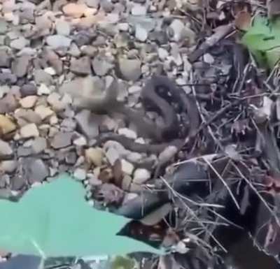 Humans been bros