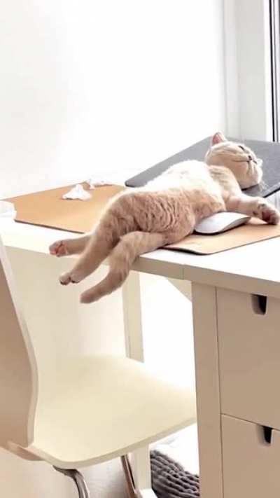 Sleeping beauty