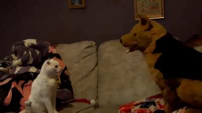 At least I know my 18 year old boy would be willing to defend himself against a German Shepherd