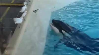 "Here, take the fish it's yours."