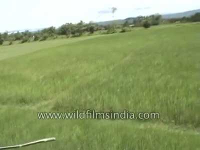 Wow what a nice open field