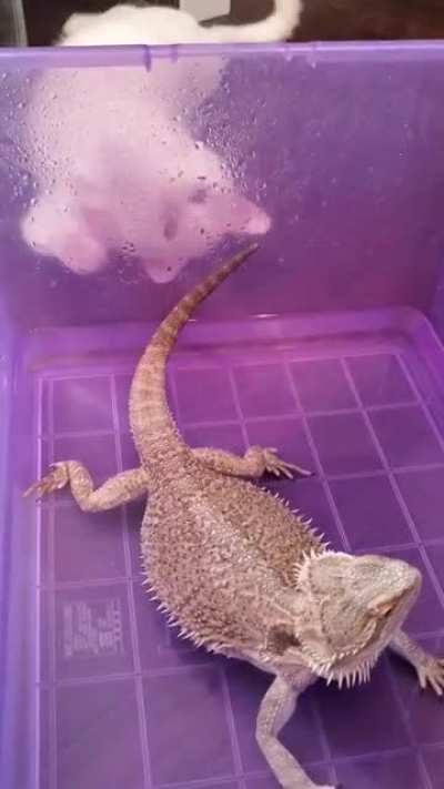 He's not very bright..