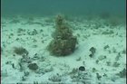 ? Expert Octopus Camouflage: Video Captured by Marine Biologist Roger Hanlon