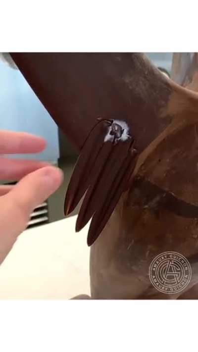 An almost 5 feet tall chocolate eagle!