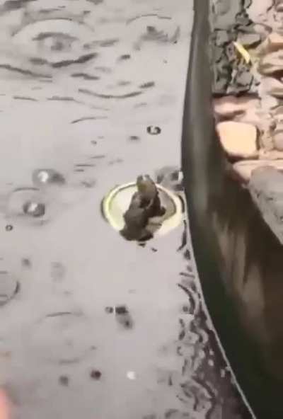 Jerk Frog!!