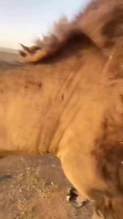 Bactrian camel shedding its thick coat