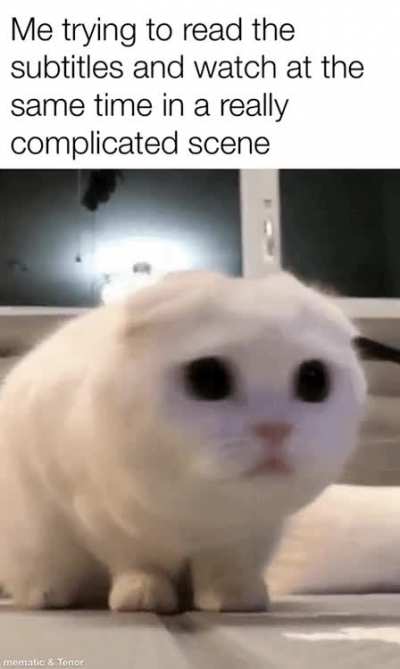 Can’t get enough of the cat