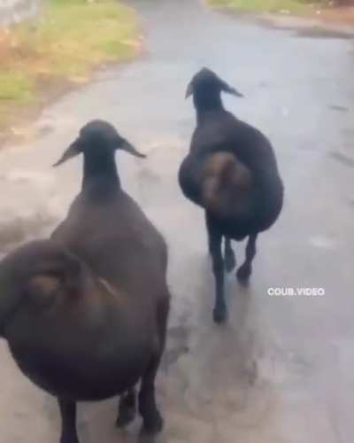 Fat-tailed sheep.