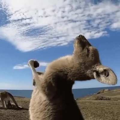 ? The way this Kangaroo is vibing