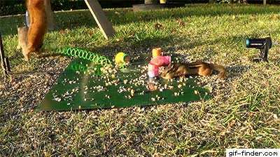 Squirrel slingshots chipmunk