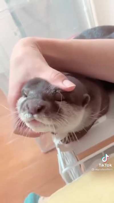 Otter likes scritches