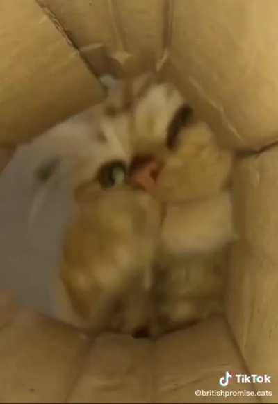Oh, hi there?