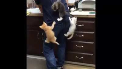 This was during one of the kitten seasons