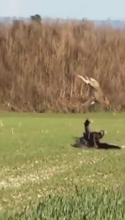 ? This bunny outmanoeuvring a hawk