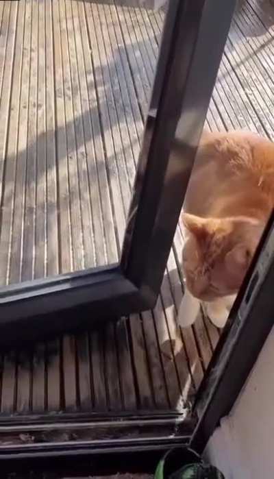 Most drama kitty ever.