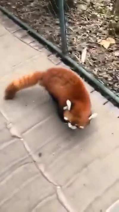 Red panda tries to look threatening.
