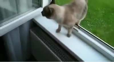 Levitating Cat