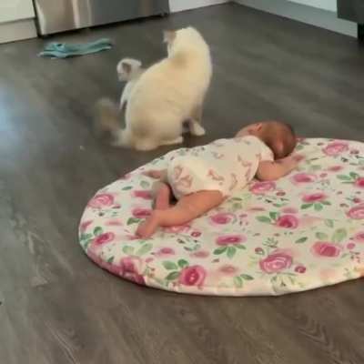 Mommy cat showing her baby to the newest member of the family.. ?
