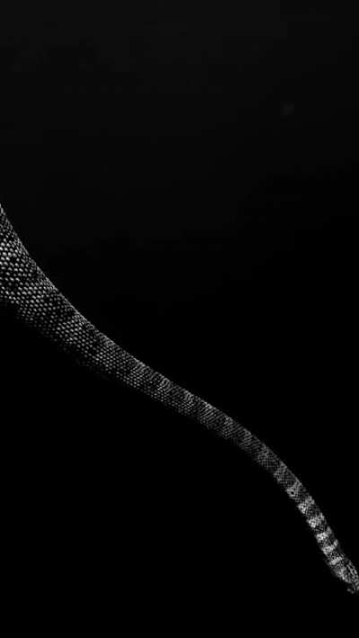 ? Sea snake descends Into the Abyss ? Alex Kydd