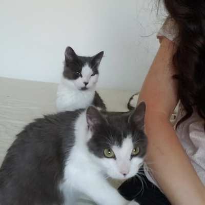 Ex foster kittens (already adopted!) DEMANDING ATTENTION. This was their 2nd day at my house. Watch with sound ?