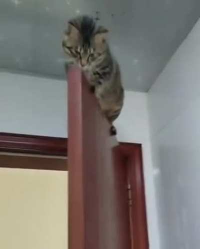 Catculating sleeping place
