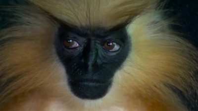 ? Gee's Golden Langur - one of the rarest and most beautiful primates in the world.
