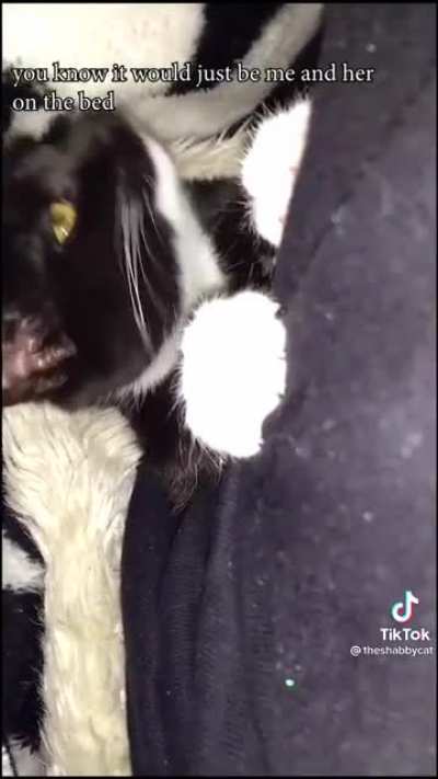 Such a sweet relationship between a man and his kitten