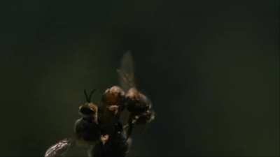 ? Extraordinary video of the inflight mating of a queen bee. The ejaculation of a drone bee is so powerful that his endophallus ruptures and he quickly dies