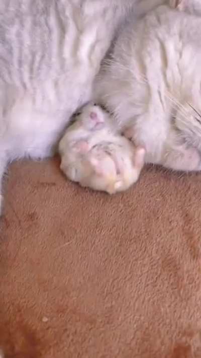 Hamster ? and cat fell inlove and can't separate from eachother.